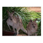 Australian Eastern Grey Kangaroo Postcards