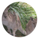 Australian Eastern Grey Kangaroo stickers by Furgal Australian Eastern Grey Kangaroo stickers