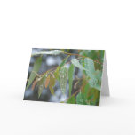Australian Eucalyptus Greeting Card