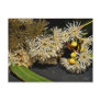 Australian Eucalyptus Flower & Fruit Postcard