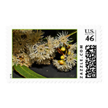 Australian Eucalyptus Flowers & Fruit Postage