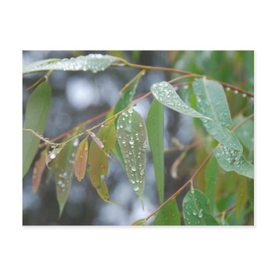 Australian Eucalyptus Post Cards by silverspell
