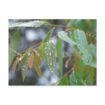 Australian Eucalyptus Post Cards