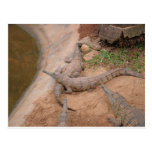Australian Freshwater Crocodile Postcard