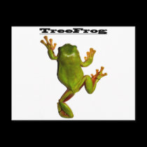 Australian Green Tree Frog postcards