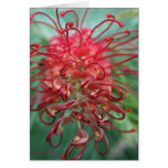 Australian Grevillia Flower Cards