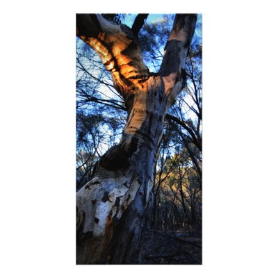 Australian Gum Tree Custom Photo Card by scubaozgirl