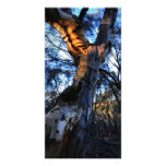 Australian Gum Tree Custom Photo Card