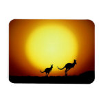Australian Kangaroos Silhouetted Against A Sunset Rectangular Magnet Australian Kangaroos Silhouetted Against A Sunset Rectangular Magnet