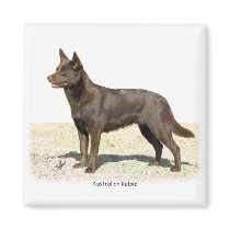 Australian Kelpie 9P21D-247 magnets