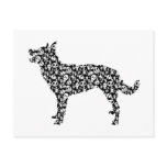 Australian Kelpie