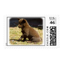 Australian Kelpie puppy 9P022D-063 postage