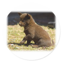Australian Kelpie puppy 9P022D-063 stickers