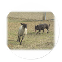 Australian Kelpie with sheep 9P21D-331 stickers