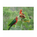 Australian King Parrots t-shirts by Furgal Australian King Parrots t-shirts