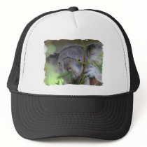 Australian Koala Baseball Hat