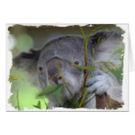 Australian Koala Greeting Card