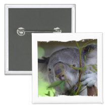 Australian Koala Square Pin
