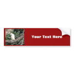 Australian Kookaburra Waiting For Food Bumper Sticker