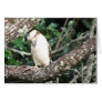 Australian Kookaburra Waiting For Food Greeting Card