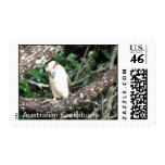 Australian Kookaburra Waiting For Food Stamps