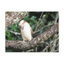 Australian Kookaburra Waiting For Food Postcards