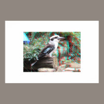 Australian Laughing Kookaburra 3D Anaglyph posters