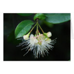 Australian Lilly Pilly Greeting Cards
