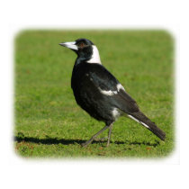 Australian Magpie 9P018D-039 posters by TraffordPhotos Australian Magpie 9P018D-039 posters