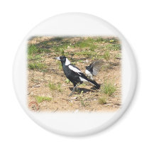 Australian Magpie being mobbed by Willie Wagtail 9 magnets