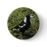 Australian Magpie button