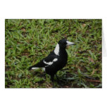 Australian Magpie Card