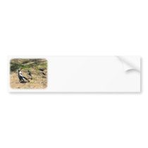 Australian Magpie mobbed by Willie Wagtails 9P28D- bumper stickers by TraffordPhotos Australian Magpie mobbed by Willie Wagtails 9P28D- bumper stickers