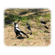 Australian Magpie mobbed by Willie Wagtails 9P28D- posters by TraffordPhotos Australian Magpie mobbed by Willie Wagtails 9P28D- posters