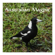Australian Magpie Print print