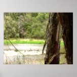 Australian Marshland Poster