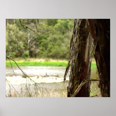 Australian Marshland Poster by leliathomas
