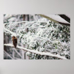 Australian Masked Owl in the Snowy's Poster