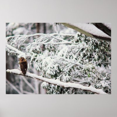 Australian Masked Owl in the Snowy's Poster by NovyNovy