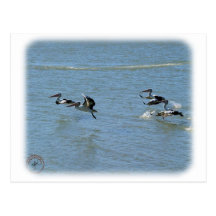 Australian Pelican 9Y185D-051 Post Cards