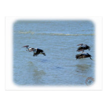 Australian Pelican 9Y185D-052 Postcards