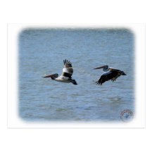 Australian Pelican 9Y185D-056 Postcard