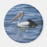 Australian Pelican Refrigerator Magnets