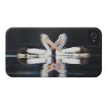 Australian Pelicans Pelecanus Conspicillatus Iphone 4 Case