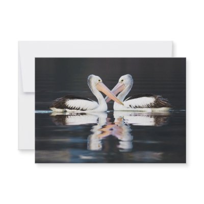 Australian Pelicans Pelecanus Conspicillatus Invitation by wallarts