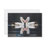 Australian Pelicans Pelecanus Conspicillatus Invitation