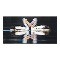 Australian Pelicans Pelecanus Conspicillatus Photo Card Template