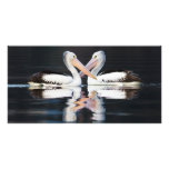 Australian Pelicans Pelecanus Conspicillatus Photo Card Template