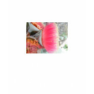 Australian Pink Gum shirt