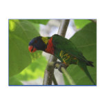 Australian Rainbow Lorikeet Postcard